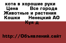 кота в хорошие руки › Цена ­ 0 - Все города Животные и растения » Кошки   . Ненецкий АО,Куя д.